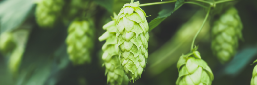 Hop_Cones-1-1024x341.png